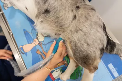  https://cdn.animal-care.co.il/images/content/2025/07//1752302777_f6a1f999f400d5910df0.thumb.webp 
