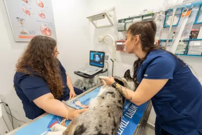  https://cdn.animal-care.co.il/images/content/2025/07//1752302778_58ee7c91e5812303b40e.thumb.webp 