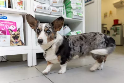  https://cdn.animal-care.co.il/images/content/2025/07//1752303259_547cecf003bb1e08d931.thumb.webp 